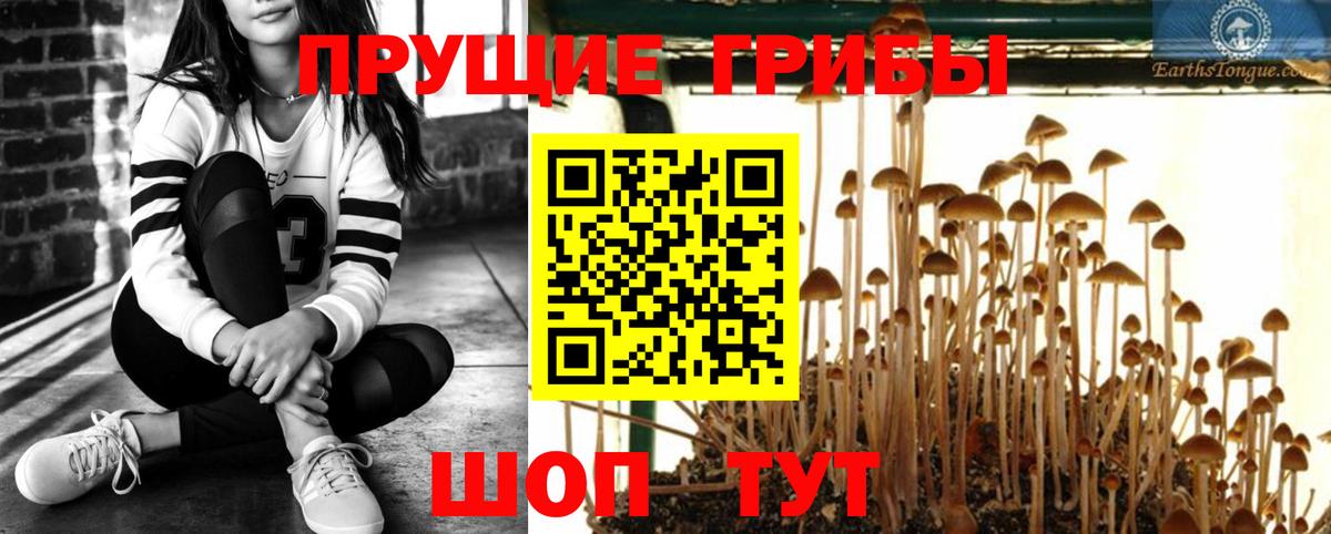 Галлюциногенные грибы Psilocybe  купить   Сызрань  Вход с VPN 